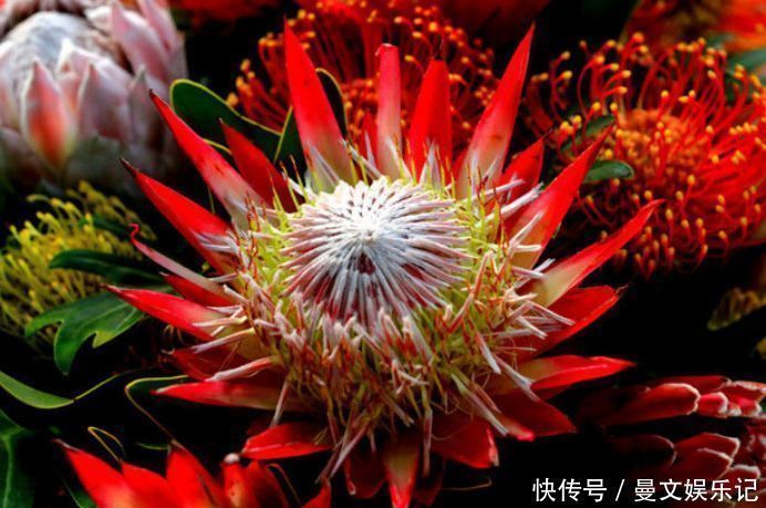 杜鹃花|几种花很漂亮,花朵硕大花期长,适合家里养,看看你最喜欢哪一种