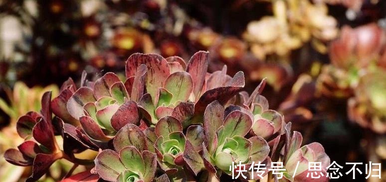 夏天室内养多肉好处多，度夏省心，但要注意3件事，不然还是会挂！