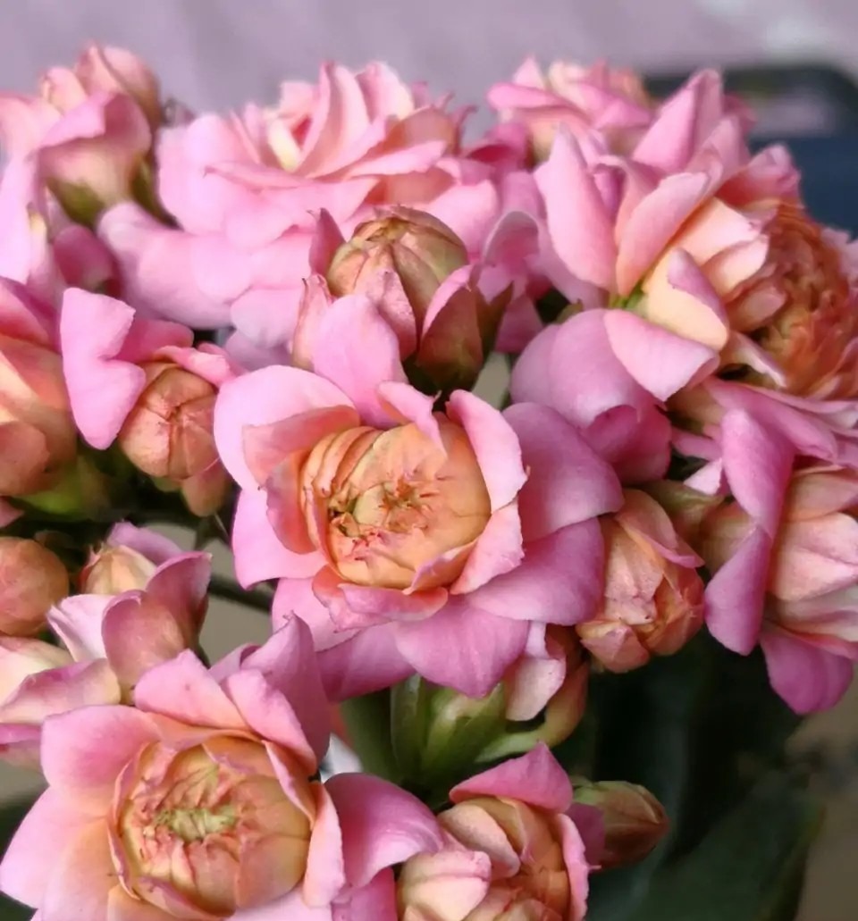 75个长寿花品种,一个比一个美,一起来认识一下吧!