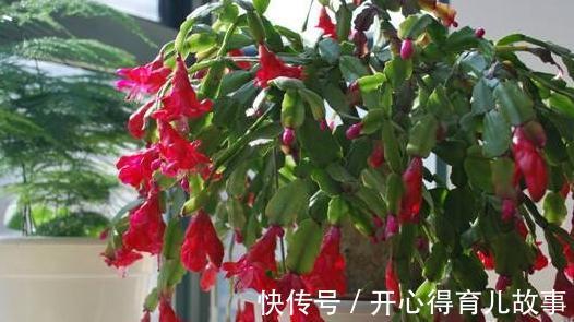 蟹爪兰长势旺,开花爆盆,只需掌握3个技巧,此些你了解嘛