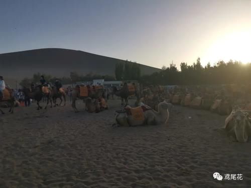 青甘大环线之行（七）——寻觅西千佛 驼行鸣沙山（8月8日）