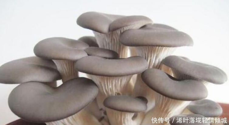 “4种菜”种阳台,生长快周期短,吃完一茬又一茬,不愁没菜吃!