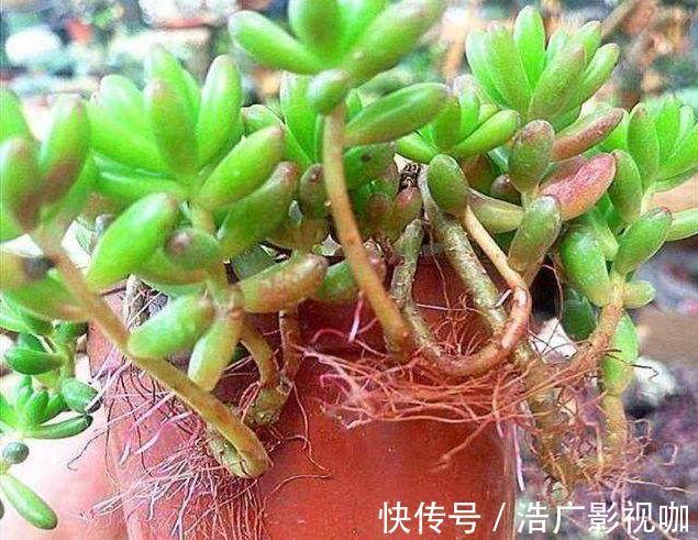 多肉|多肉全是“胡须”，这是“求救”信号，多肉爱好者要引起重视！