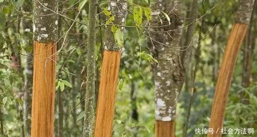 功效|发汗解肌话桂枝,引火归原说肉桂