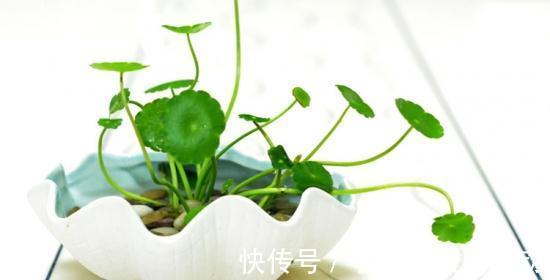 水培铜钱草及简介,一个微盆景容纳一个世界