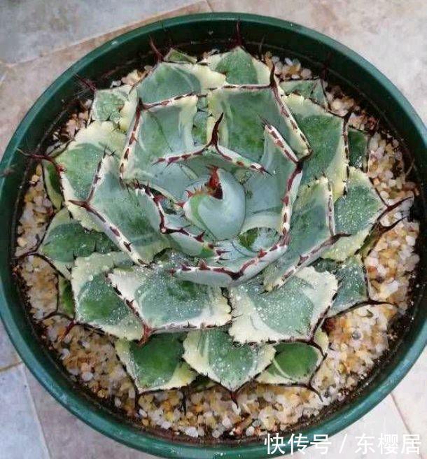 一种漂亮的盆栽,不怕寒冷,颜值高,繁殖快,很好养
