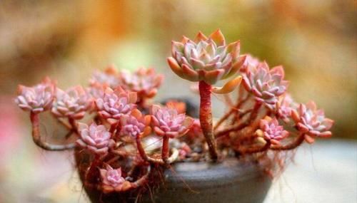 多肉蓝苹果入手上盆后一周浇一圈水，10天后浇透水，现在很多气根，这样正常吗？