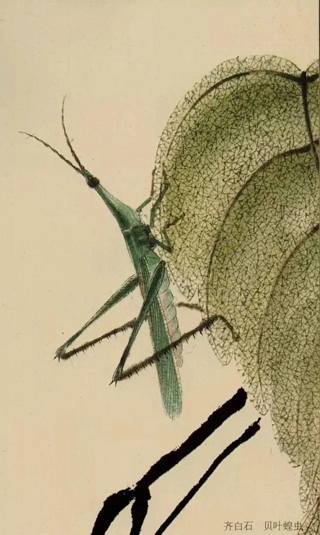 蝈蝈$国画技法图典——草虫篇:蝗虫 蚂蚱 蝈蝈 螽斯 螳螂 蟋蟀