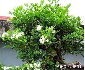 绿萝|别再养绿萝了，此花堪比空气净化器，沾土就活，比茉莉还要香