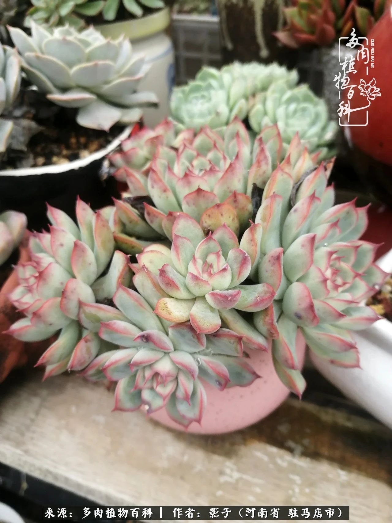 阳台上|被风雨洗礼的多肉越来越漂亮了,忍不住又往坑里跳!