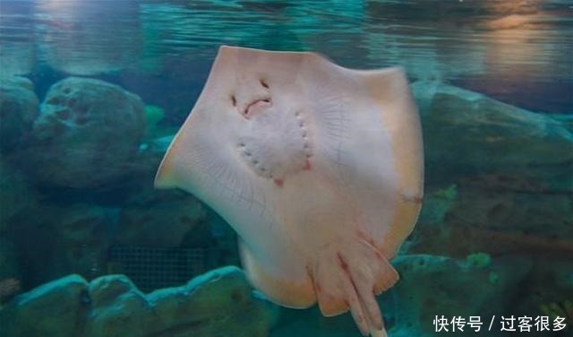 真实|《海绵宝宝》里的海洋生物在现实中真实存在吗