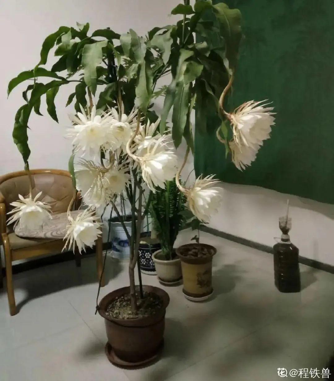 蕾丝|30种夏天花,热不死、晒不死,大半年都开花,还没病虫害