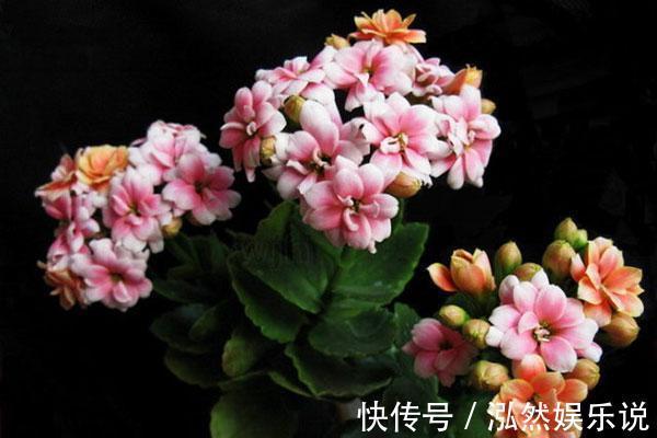 爆盆|这2种“肥”长寿花最喜欢!盆里放一点,叶片肉嘟嘟,开花爱爆盆