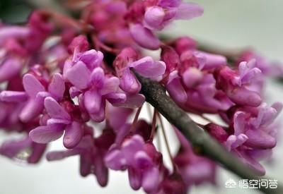 有些紫荆花为什么长在树干上，而不是树枝上？