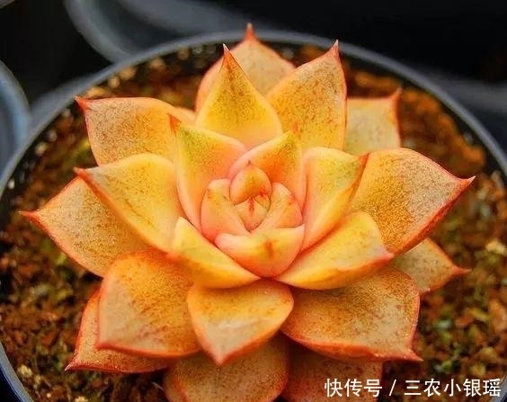 多肉植物种植技巧