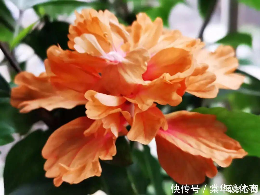 酸性|天生爱淋雨的花，多淋几次，连肥料都省了