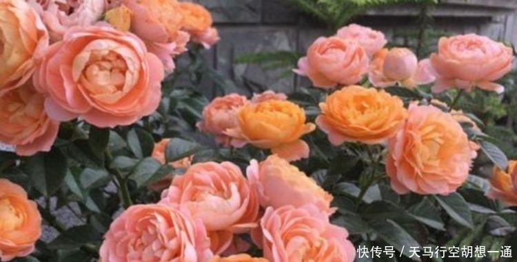 最受欢迎的4种花,一年四季成花海,家里天天有花赏