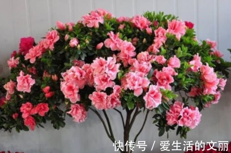 花卉|家里阳台必养此款花卉,谁见了都喜欢,花朵漂亮,花开旺!