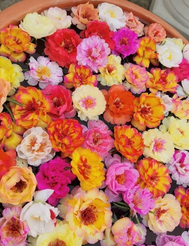 浇水|夏天养太阳花，记住3招，花苞更多，花朵更大花色更艳