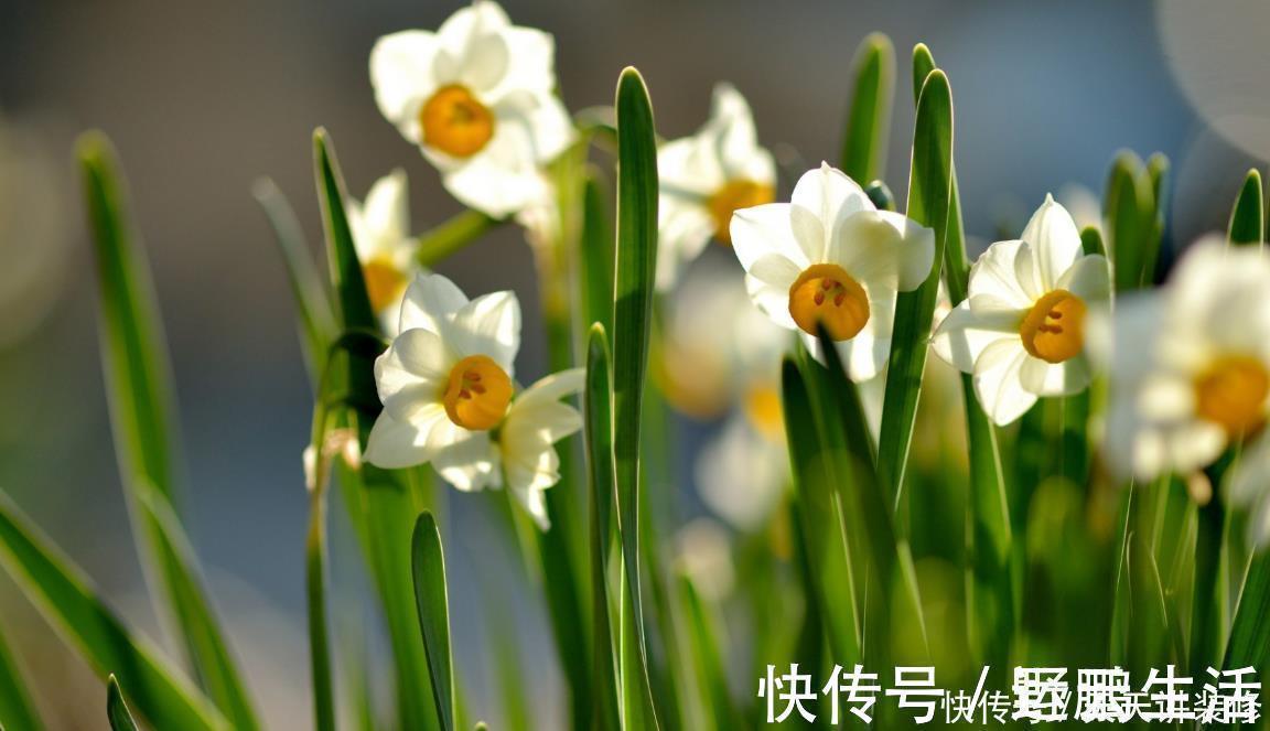 水仙|中国传统十大名花你知道多少?各有千秋,看过后就像拥有!