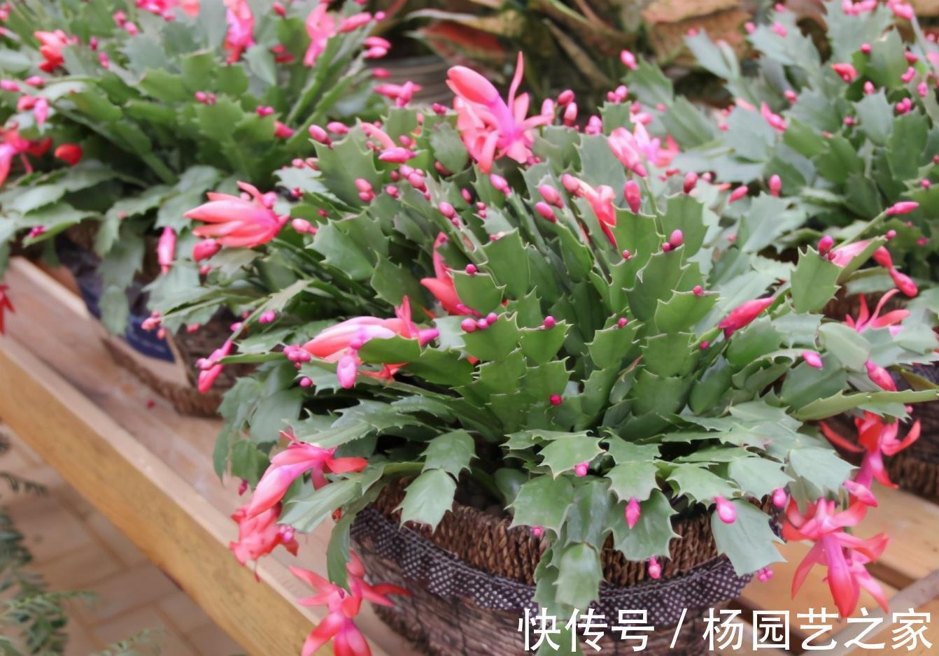 叶片|秋天养蟹爪兰，调整4个“方向”，叶片杠杠肥厚，花开满枝头