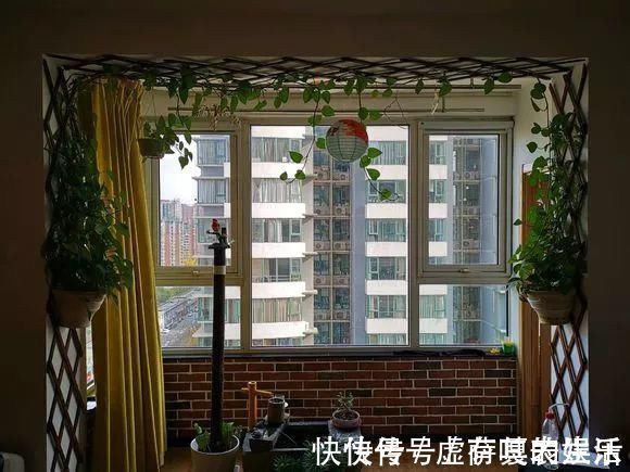 养花|老花匠:扔4种“东西”,就是扔钱,比花肥还好用,不花钱!