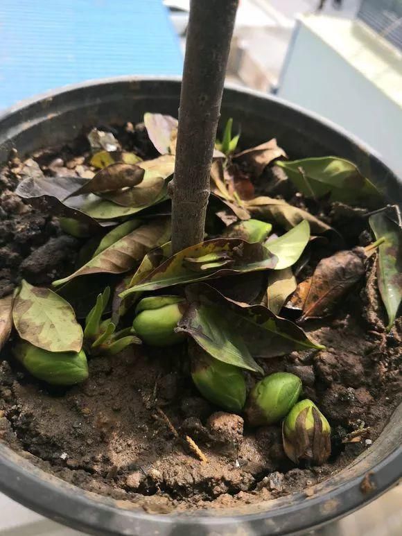 栀子月季，花还没开就发黑掉落，这些原因一看就懂！