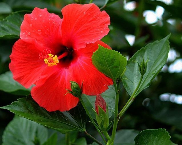 疯长|阳台就养几种花,浇水就疯长,60天就开花,比牡丹美!