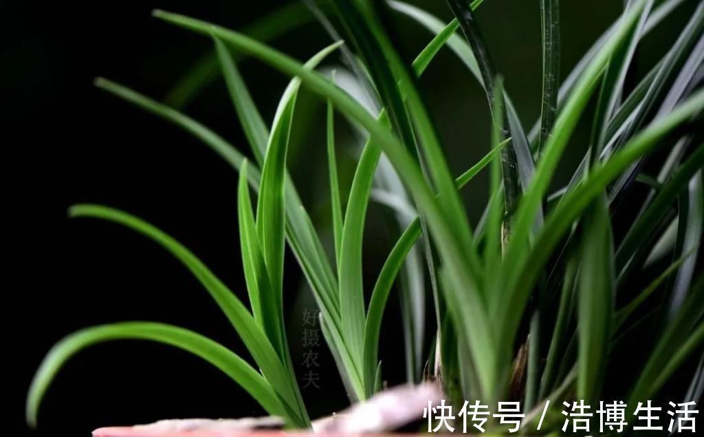 兰花怎么养到爆盆?三点诀窍,知道就很容易了
