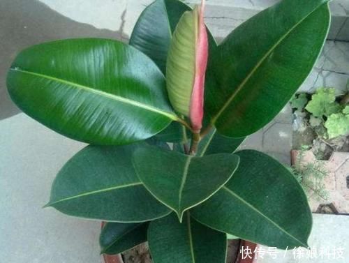 家里养4种花,只用叶子就能插活,方法也简单