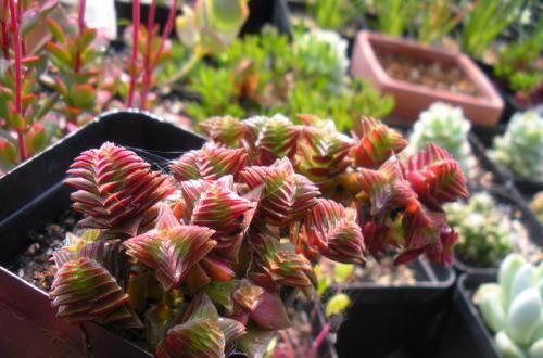 4种多肉，容易繁殖，一盆变多盆，下个“养肉大户”就是你