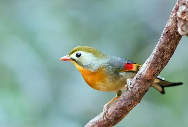 情诗$白居易一首冷门情诗,通俗易懂,感情真挚,很多人以为是现代诗