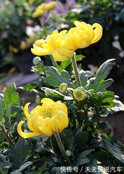 金边瑞香|5种“不怕冷”的花,现在养一盆正当时,花艳色美香味浓,好养