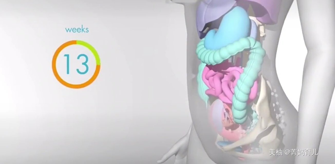 血液|怀孕之后,胎儿把妈妈的内脏挤到哪去了?十张高清图带你了解