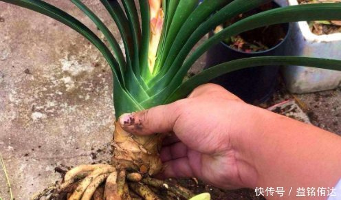 盆土板结怎么办不需要换新土,浇“1种水”就管,土壤立马松软