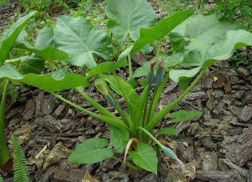 消肿止痛|立秋时节，不容错过此野菜，能解毒，消肿止痛，吃到就是捡到宝