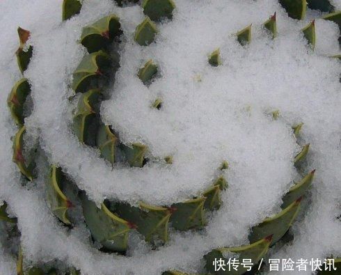  芦荟中|一盆芦荟1万多，一棵能长50年，越老越值钱，你见过芦荟女王吗