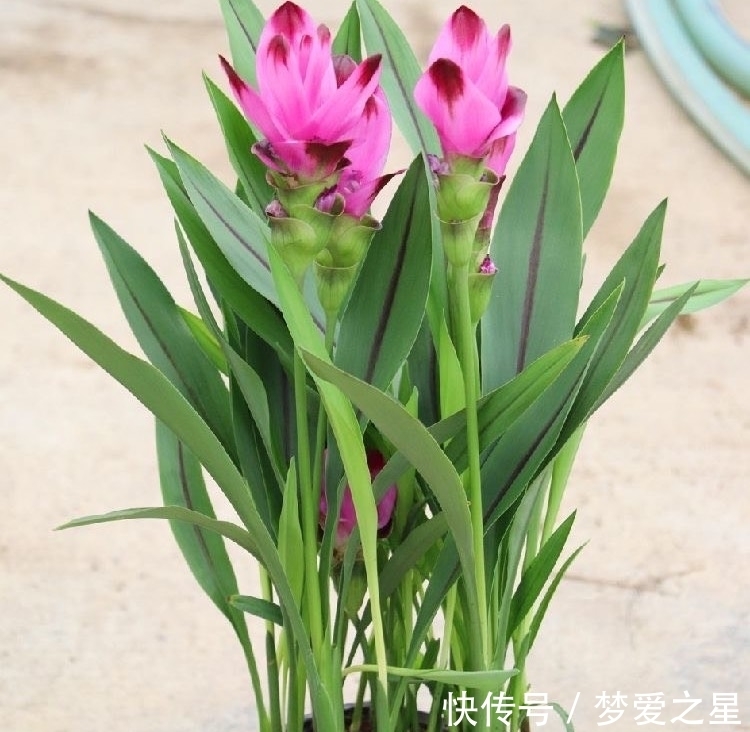 荷花|一块“大生姜”,开满粉荷花,家里养一盆,仙气飘飘,开花100天