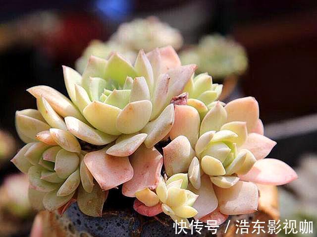 怎么判断多肉需要浇水3个经验,又快又准!