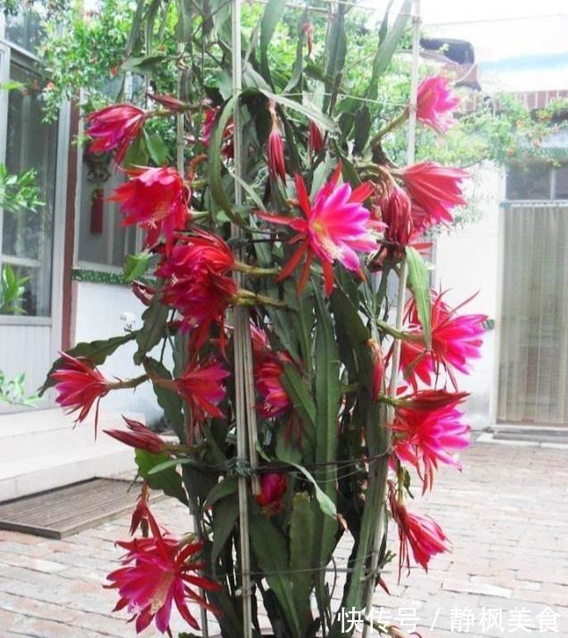 一棵“仙人掌”，叶子“软踏踏”，搭个铁丝架，开出一串“荷花”