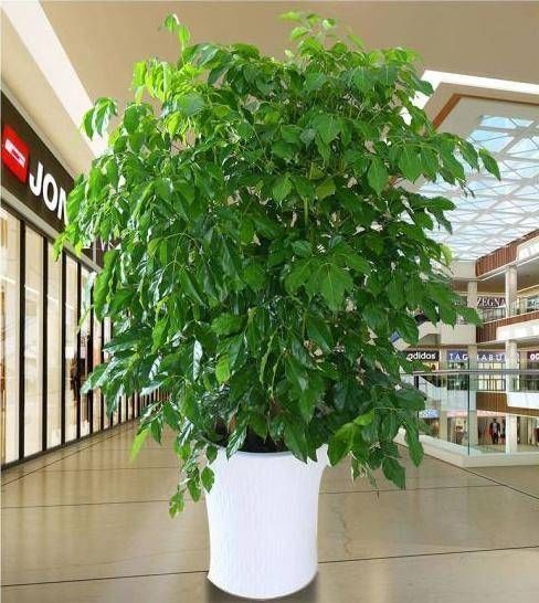 家里|有钱人最喜欢这3种“花”,摆在家里镇宅旺财,四季常青开花不断