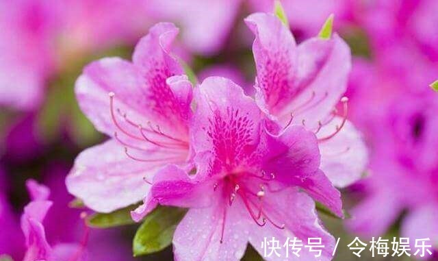 杜鹃花夏天不开花，注意这两点，盆景养得极美