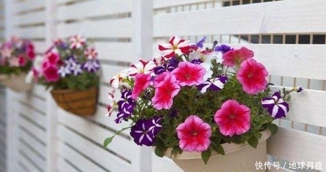 3种适合种在阳台的花,有1种就能变成花海!邻居看了回家偷偷效