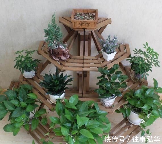 邻居家|去邻居家串门, 一去阳台我就傻了, 这些“花架”太上档次了