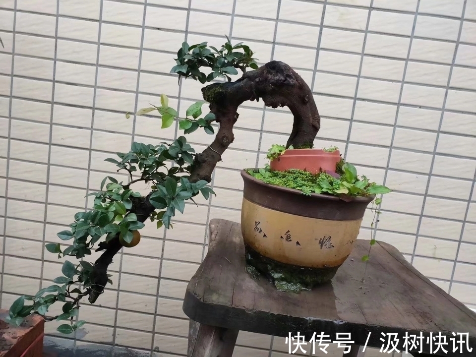 施肥烧苗掉光叶的金弹子盆景怎么办素沙深埋生根不难