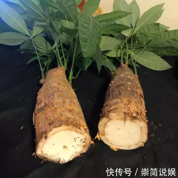 发财树黄叶烂根,切1刀丢水里,反而长得欢,2周狂冒大白根!