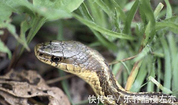 更上一层楼|8月起，生肖猴、生肖狗、生肖蛇旺运小窍门，智勇超群，锦鲤翻身