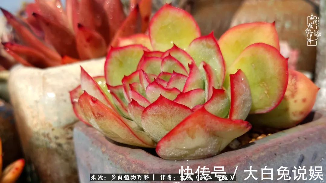人非咸鱼,岂能无爱好!多肉这个坑我是出不去了!