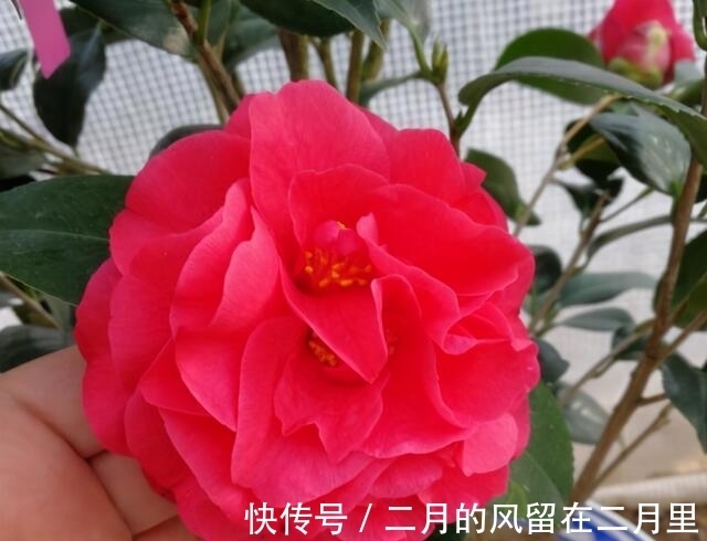 阳台上|闺蜜终于有了属于自己的家，送点什么最合适呢？这3种花最合适