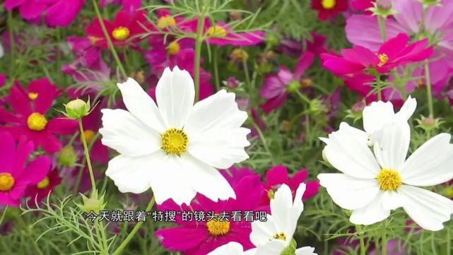 老年|宫粉紫荆、木棉、黄花风铃木……满城尽是花花花！内附广州赏花攻略！